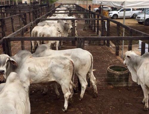 Abate de bovinos bate recorde e chega a 1 milhão de cabeças em Goiás