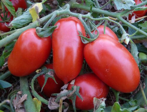 Líder nacional, produção goiana de tomate deve crescer 36,6% na safra atual