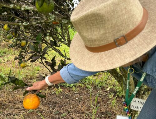 Fapeg e Emater lançam edital para pesquisa e inovação na agricultura familiar em Goiás