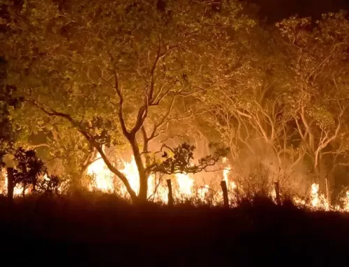 Pesquisa detecta que incêndios impactam opinião sobre o país no Centro-Oeste