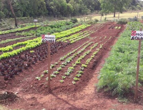 Brasileiro está cada vez mais comprometido com sustentabilidade, aponta pesquisa