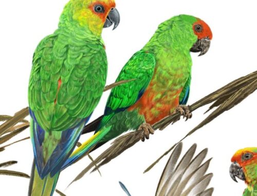 Museu de Arte de Goiânia abre a exposição de pinturas sobre aves brasileiras