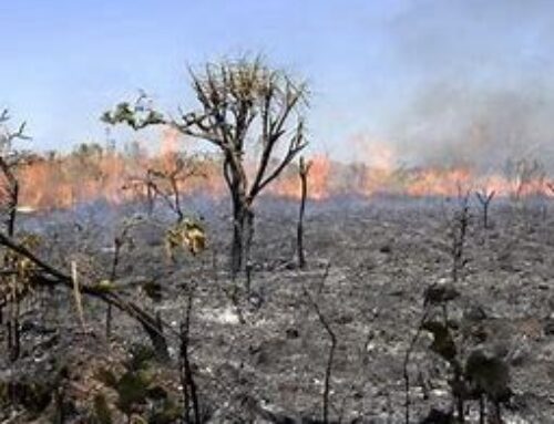 Caiado defende  legislação rígida  para coibir incêndios criminoso