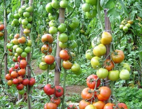 Safra do tomate em Goiás cresce 36,6% em 2024