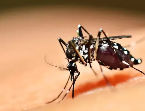 Goiás lança Campanha contra Dengue, Zika e Chikungunya. Dia D de combate será neste sábado,14