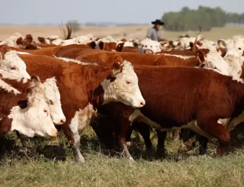 Abate de bovinos atinge 1,06 milhão de animais no Estado