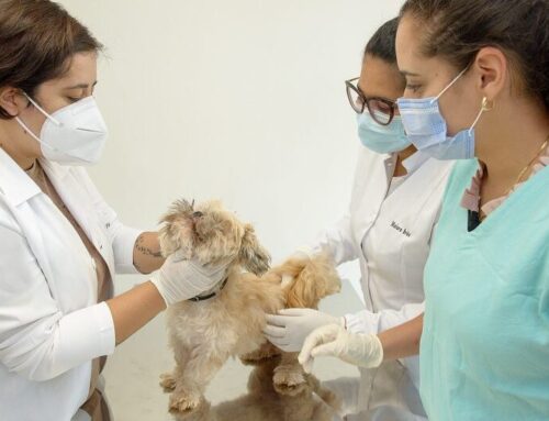 PUC seleciona professores para o curso de Medicina Veterinária