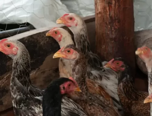 Agrodefesa alerta a população sobre sinais de gripe aviária em aves domésticas e selvagens