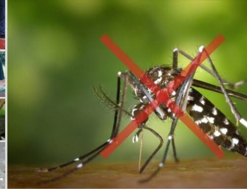 Saiba como manter a rotina de controle do Aedes aegypti durante as férias escolares